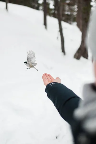 겨울에 소녀의 손에서 날아가는 귀여운 — 스톡 사진