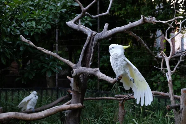 Foto de dois cockatoo crestado com enxofre em galhos de árvores em um zoológico — Fotografia de Stock