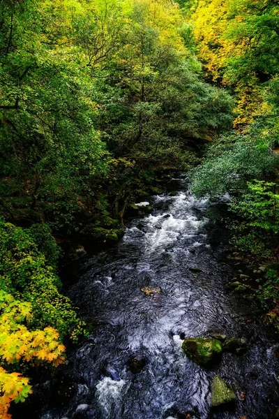 Pionowe ujęcie strumienia wody otoczonego zielonymi drzewami w Wild Creek jesienią — Zdjęcie stockowe