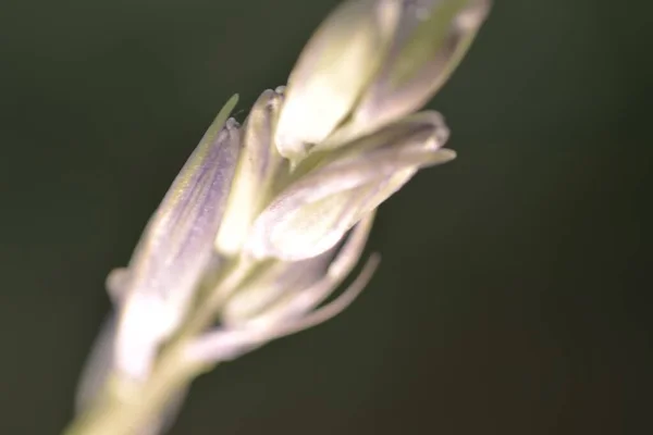 Weiche Fokusaufnahme von kleinen Blütenknospen mit grauem Hintergrund — Stockfoto
