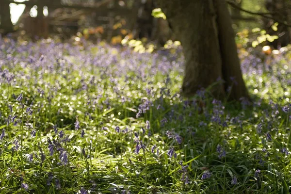 Floresta coberta com flores de sino azul na primavera — Fotografia de Stock