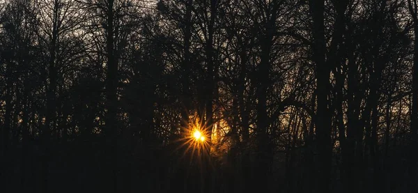 Ein Panorama Der Baumsilhouetten Einem Wald Sonnenlicht Während Des Sonnenuntergangs — Stockfoto