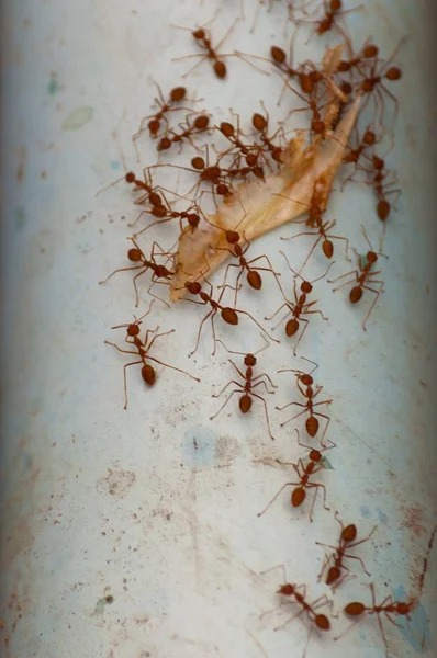 Vertical shot of a group of red ants carrying a leaf — Stock Photo, Image