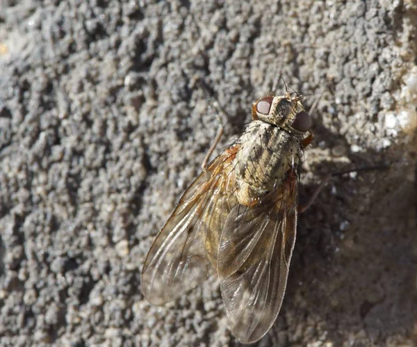 Κοντινό πλάνο μιας μύγας σε μια βραχώδη επιφάνεια σε μια ηλιόλουστη μέρα — Φωτογραφία Αρχείου