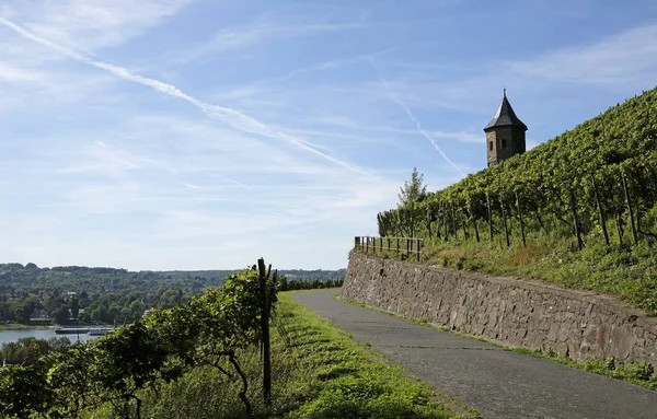 Krásná cesta vinicí u Koenigswinteru, Německo — Stock fotografie