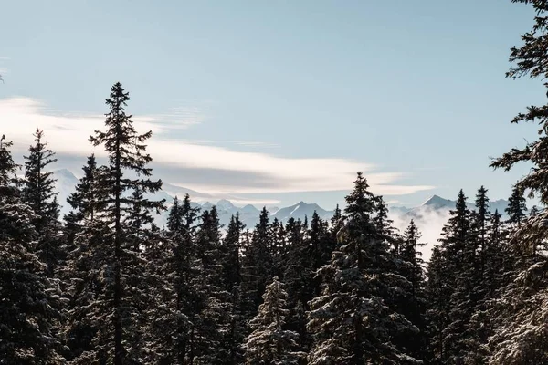 Granskog på vintern täckt med snö — Stockfoto