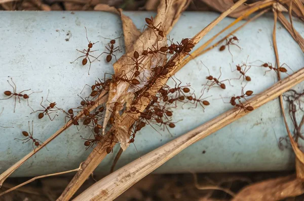 Postřelen skupinou červených mravenců po všech suchých rostlinách — Stock fotografie