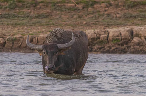 Застрелений з буйвола в озері Дой Тао (Таїланд). — стокове фото