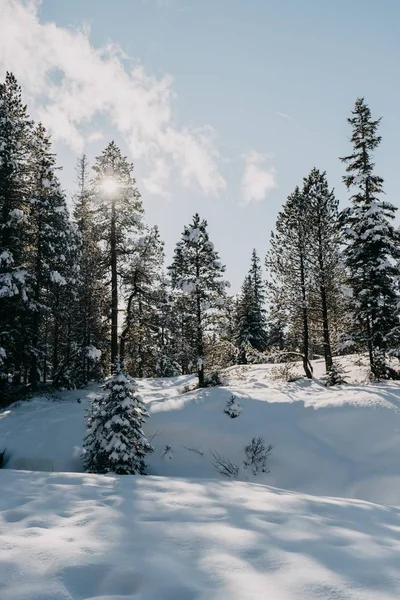 Vertikal bild av en skog täckt av snö under solljuset på vintern — Stockfoto