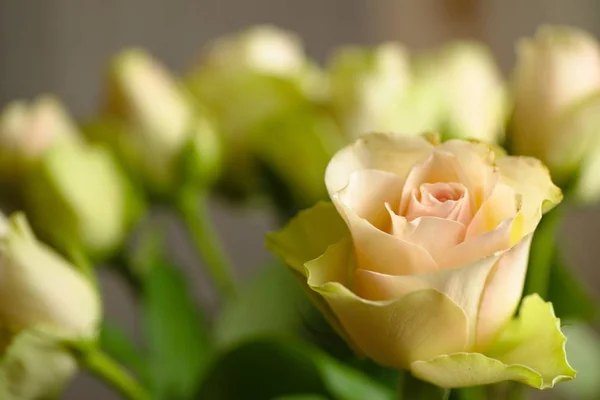 Closeup tiro de uma bela rosa amarela em um fundo borrado — Fotografia de Stock