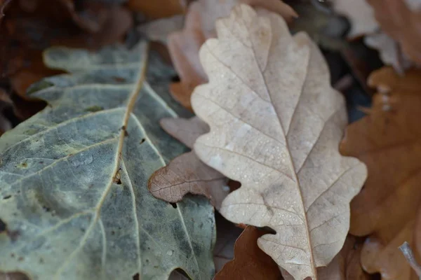 Nahaufnahme von trockenen fallenden Herbstblättern mit verschwommenem Hintergrund — Stockfoto