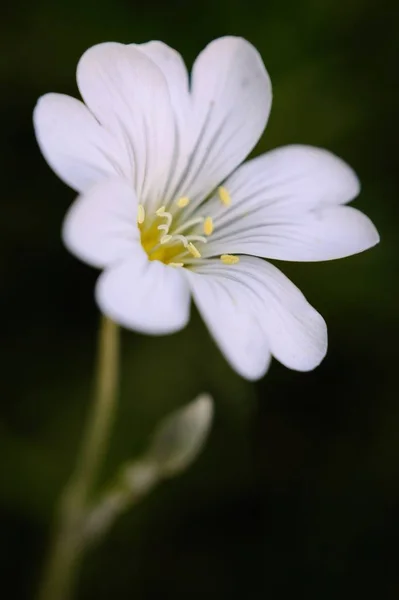 Közelkép Egy Gyönyörű Varrott Virágról Homályos Háttérrel — Stock Fotó