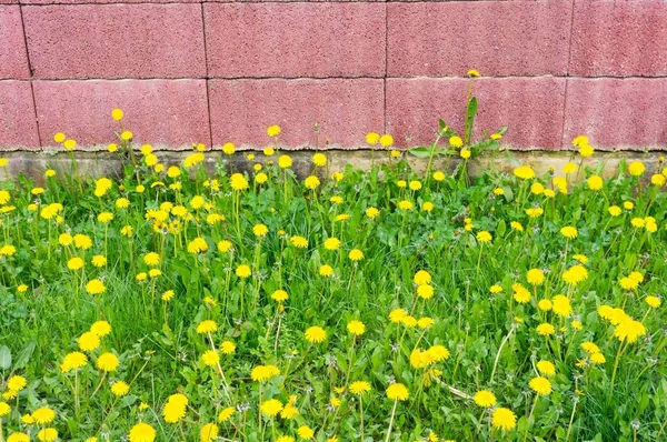 Красная стена, окруженная желтыми одуванчиками и травой под солнечным светом — стоковое фото