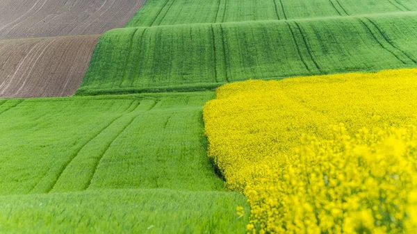 Schöne Aufnahme eines grasbewachsenen Hügels mit einem gelben Blumenfeld — Stockfoto