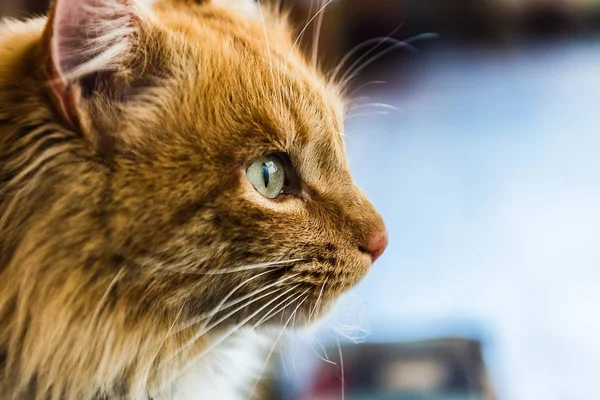 目を大きく開けた茶色い猫のクローズアップ — ストック写真