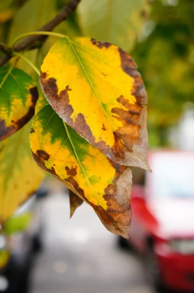 Szot zbliżeniowy żółtych suszonych liści w gałęzi drzewa na ulicy jesienią — Zdjęcie stockowe