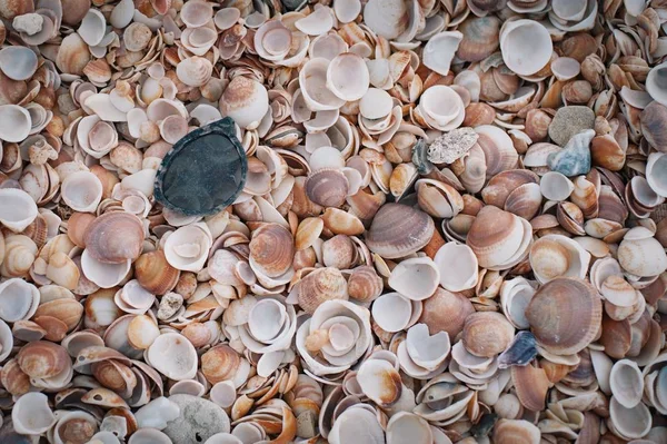 Hochwinkelaufnahme vieler schöner Muscheln, die sich auf der Oberfläche ausbreiten — Stockfoto