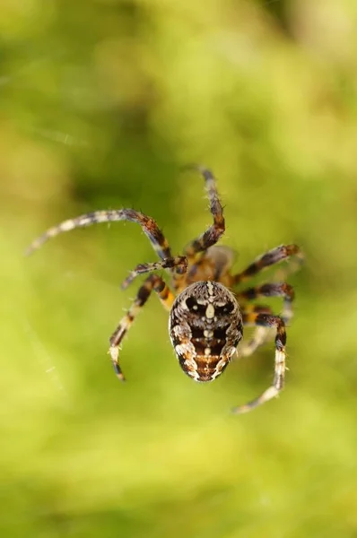 Vertikalt skott av en spindel bakom en grön bakgrund — Stockfoto