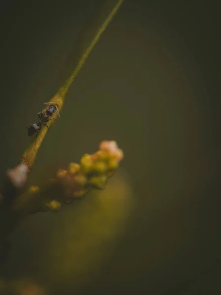 Una Macro Fotografia Una Formica Una Pianta Verde Con Uno — Foto Stock