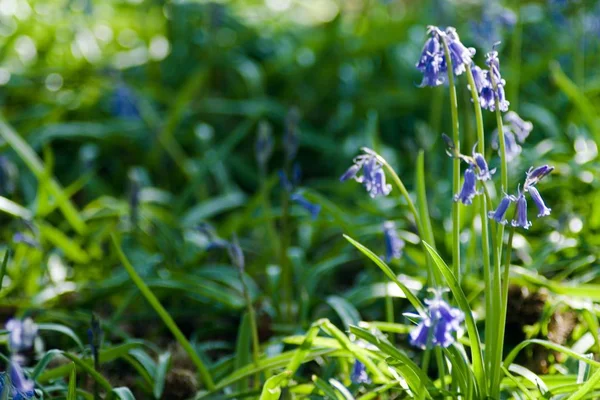 Zbliżenie Strzał Bluebell Roślina Leśnym Gruncie Skoku — Zdjęcie stockowe