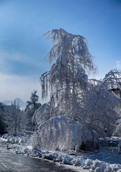白天被雪完全覆盖的一棵树的竖向拍摄 — 图库照片