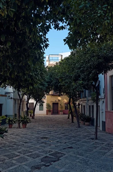 Tiro vertical de várias árvores ao redor de um edifício — Fotografia de Stock