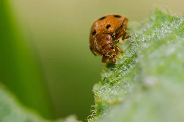 背景模糊的绿叶上一只可爱的黄色小瓢虫的选择性聚焦镜头 — 图库照片