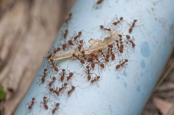 Top View Shot Red Ants Carrying Leaf Pipe — Stock Photo, Image