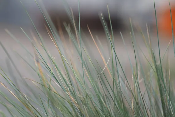 Wide angle shot of the green grass during daytime — Stock Photo, Image