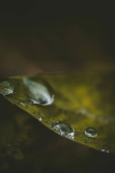 Vertikal Närbild Bild Ett Grönt Blad Täckt Med Daggdroppar Suddig — Stockfoto