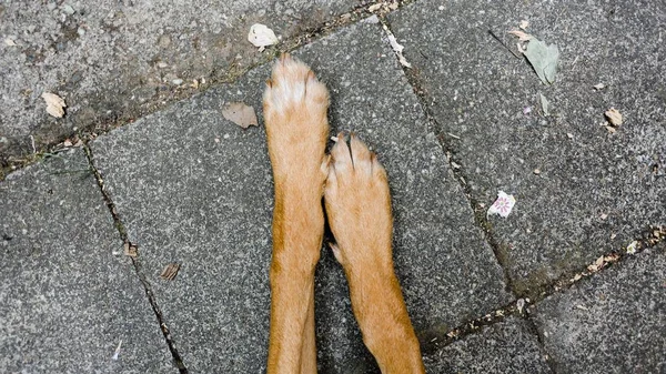Широкий знімок ноги собаки під час покладання на землю — стокове фото