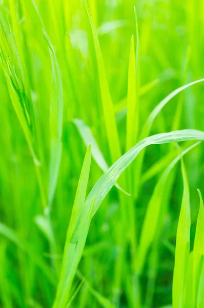 Vertical closeup of grass in a field under the sunlight with a blurry background — Stock Photo, Image