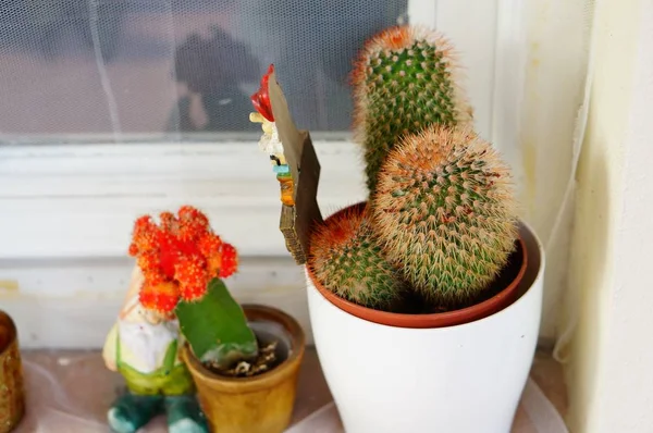 Fermeture des cactus avec de petits gnomes de bois devant la fenêtre — Photo