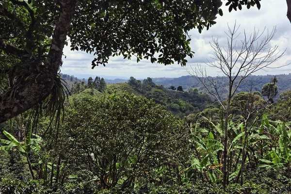 Weitwinkelaufnahme von Bäumen und Wäldern auf einem Berg bei Tag — Stockfoto