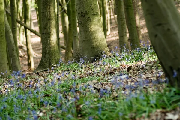 Wald im Frühling mit Blauglockenblumen bedeckt — Stockfoto