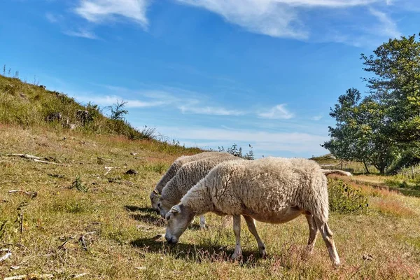 Schafe weiden auf der Weide in der Nähe der Wassermühle Slusegaard auf der Insel Bornholm, Dänemark — Stockfoto
