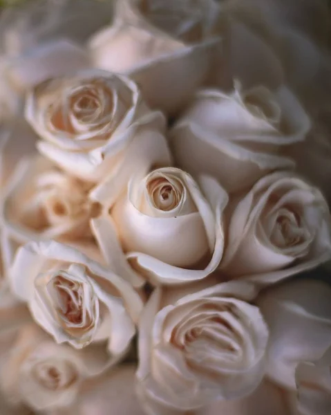 Eine Nahaufnahme Von Einem Schönen Strauß Rosen Mit Verschwommenem Hintergrund — Stockfoto