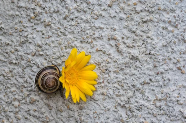 Nahaufnahme einer Schnecke an der Wand mit einem gelben Topf Ringelblume darauf — Stockfoto