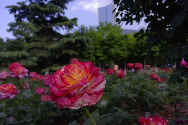 Rosa ros omgiven av många andra under dagtid — Stockfoto
