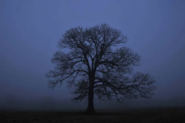 Silhueta de uma bela árvore de carvalho com um fundo azul no início da manhã luz azul — Fotografia de Stock