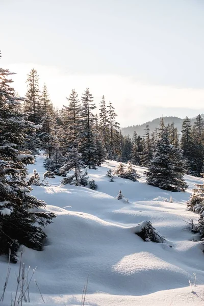 Vertikale Aufnahme hoher Bäume im Winter — Stockfoto