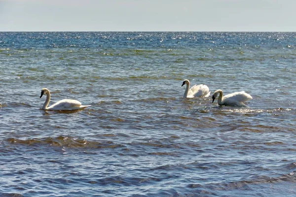 Лебеди, купающиеся в Балтийском море у побережья острова Борнхольм, Дания — стоковое фото
