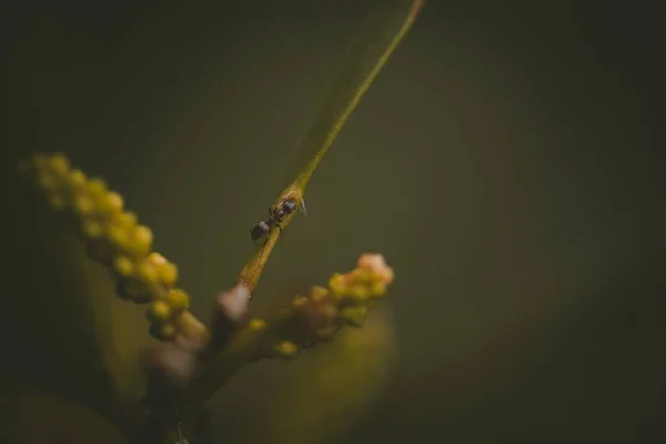 Makro Fotózás Lövés Egy Hangya Egy Zöld Növény Homályos Háttérrel — Stock Fotó