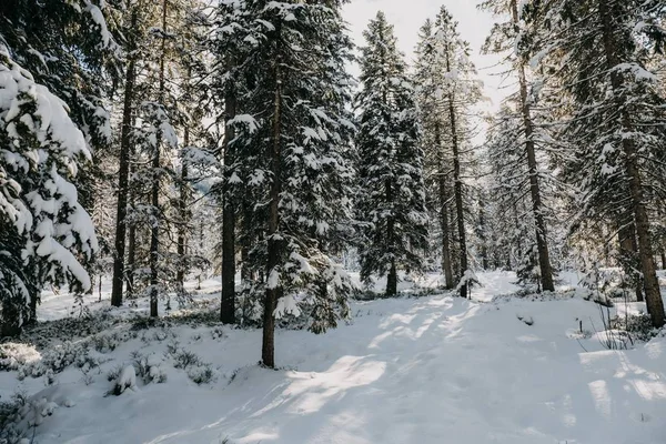 Ліс, оточений деревами, вкритими снігом під сонячним світлом взимку — стокове фото