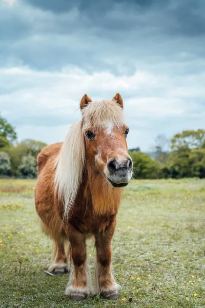 Vertikal skott av en brun ponny på gräsplanen under molnigt väder — Stockfoto