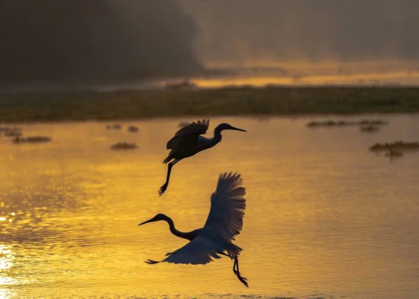 Hermoso tiro de una silueta aves volando sobre el agua con un paisaje de puesta de sol. — Foto de Stock