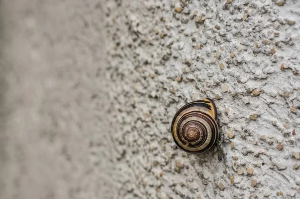 Cierre de un caracol en la pared bajo las luces con fondo borroso. —  Fotos de Stock