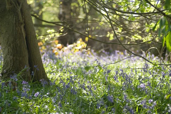 Waldboden im Frühling mit Blauglockenblumen bedeckt — Stockfoto