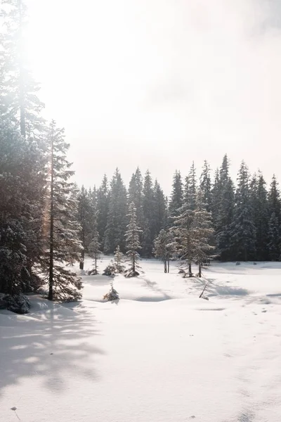 Вертикальний Знімок Лісу Високими Деревами Взимку — стокове фото
