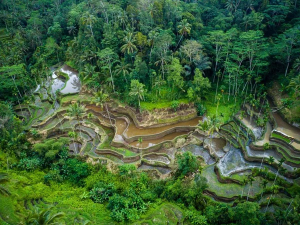 Foto aérea de colinas agrícolas rodeadas de árboles — Foto de Stock